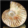 Image 1 : 315ct RARE Large Opalized Ammonite Fully Intact Prehistoric (MIN-001340)