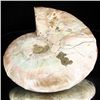 Image 1 : 1070ct RARE Large Opalized Ammonite Fully Intact Prehistoric (MIN-001343)