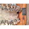 Image 2 : Dinosaur Fossil Titanothere, Ol Igogene, S Dakota