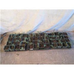 3 Flats Of Baby Deodora Trees