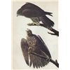 Image 1 : John James Audubon Circa 1946 GYRFALCON MATTED PRINT T