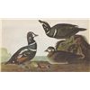 Image 1 : John James Audubon Circa 1946 HARLEQUIN DUCK MATTED PR