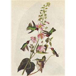 John James Audubon Circa 1946 HUMMINGBIRDS MATTED PRIN