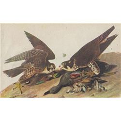 John James Audubon Circa 1946 DUCK HAWK MATTED PRINT T