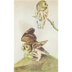 John James Audubon Circa 1946 SAW-WHET OWL MATTED PRIN