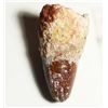 Image 1 : Dinosaur tooth (Spinosaurus) from Morocco, Cretaceous period, 112-97 million years old.