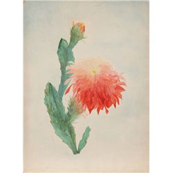 de Regis, Cactus Flower 5, Gouache Painting