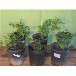 Choice Out 6 Green Japanese Maple Tree