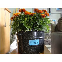 Potted live marigold plant