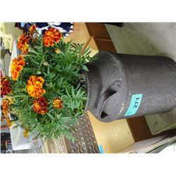 Potted live marigold plant