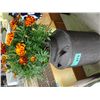 Image 1 : Potted live marigold plant