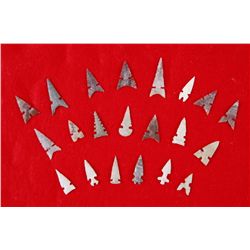 21 Framed Arrow Bird Points in Riker Mount