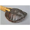 Image 4 : Seminole Indian Turtle Rattle [Height/Length (in)= 11.5, Width (i…