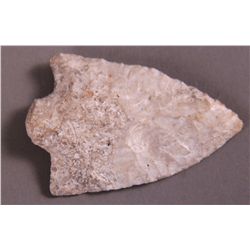 Arrowhead forund in Hillsbouorgh County Florida…