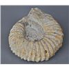 Image 1 : Large Ammonite Fossil. …