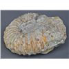 Image 2 : Large Ammonite Fossil. …
