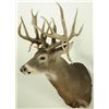 Image 2 : 21 Point Whitetail Deer Mount