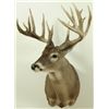 Image 1 : 16 Point Whitetail Deer Mount
