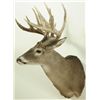 Image 2 : 16 Point Whitetail Deer Mount