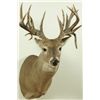 Image 1 : 23 Point Whitetail Deer Mount