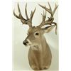 Image 2 : 23 Point Whitetail Deer Mount