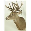 Image 3 : 23 Point Whitetail Deer Mount