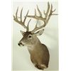 Image 1 : 17 Point Whitetail Deer Mount