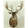 Image 2 : 17 Point Whitetail Deer Mount