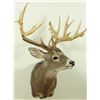 Image 2 : 28 Point Whitetail Deer Mount