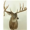 Image 1 : 15 Point Whitetail Deer Mount