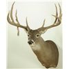 Image 2 : 15 Point Whitetail Deer Mount