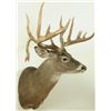 Image 3 : 15 Point Whitetail Deer Mount