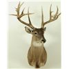 Image 1 : 17 Point Whitetail Deer Mount