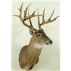 Image 2 : 17 Point Whitetail Deer Mount