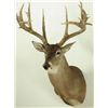 Image 3 : 17 Point Whitetail Deer Mount
