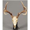 Image 1 : Texas Ranger Jack Dean's White Tail Mount 9-Point