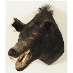 Boar's Head Taxidermy Mount