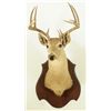 Image 1 : 11 Point Whitetail Deer Mount 1920's