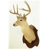 Image 2 : 11 Point Whitetail Deer Mount 1920's