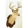Image 3 : 11 Point Whitetail Deer Mount 1920's