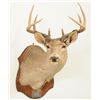 Image 1 : Texas Ranger Capt Jack Dean's Deer Mount
