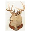 Image 2 : Texas Ranger Capt Jack Dean's Deer Mount