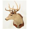 Image 3 : Texas Ranger Capt Jack Dean's Deer Mount