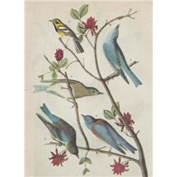 John James Audubon Circa 1946 WARBLER AND BLUEBIRDS MA