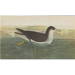 John James Audubon Circa 1946 AUDUBONS SHEARWATER MATT