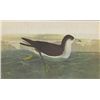 Image 1 : John James Audubon Circa 1946 AUDUBONS SHEARWATER MATT