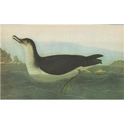 John James Audubon Circa 1946 MANX SHEARWATER MATTED P