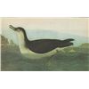 Image 1 : John James Audubon Circa 1946 MANX SHEARWATER MATTED P