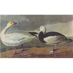 John James Audubon Circa 1946 BLUE AND SNOW GOOSE MATT