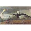 Image 1 : John James Audubon Circa 1946 BLUE AND SNOW GOOSE MATT